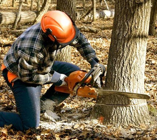 Tree Removal in Rainbow Lake, NY
